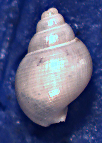 Ringicula leptocheila ?